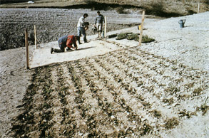 mise en place de plantes herbaces sur une zone de marnage